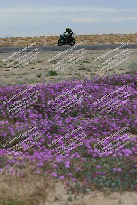 media/Jan-14-2023-SoCal Trackdays (Sat) [[497694156f]]/Turn 14 Exit Bloomig (145pm)/